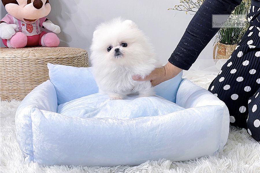 Spitz nana Pomerania - media 5